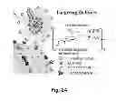 Fig. 06 - Leukemia stem cell targeting ligands and methods of use
