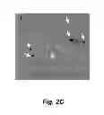Fig. 08 - Leukemia stem cell targeting ligands and methods of use