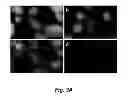 Fig. 09 - Leukemia stem cell targeting ligands and methods of use