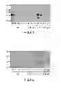 Fig. 07 - Method for producing insoluble aggregate of neurodegenerative-disease-related protein