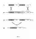 Fig. 04 - Host cell for the production of a compound of interest