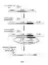 Fig. 22 - Host cell for the production of a compound of interest