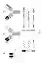 Fig. 02 - Readily isolated bispecific antibodies with native immunoglobulin format