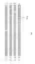 Fig. 03 - Readily isolated bispecific antibodies with native immunoglobulin format