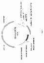 Fig. 02 - ENHANCING SPINOSYN PRODUCTION WITH OXYGEN BINDING PROTEINS
