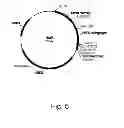 Fig. 06 - Methods of increasing secretion of polypeptides having biological activity
