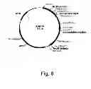 Fig. 07 - Methods of increasing secretion of polypeptides having biological activity