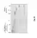 Fig. 06 - HSA-related compositions and methods of use