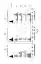 Fig. 40 - HSA-related compositions and methods of use