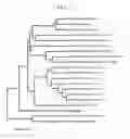 Fig. 08 - Hydrogenase isolated from spp