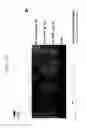 Fig. 22 - Hydrogenase isolated from spp