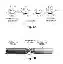 Fig. 02 - PLANT WALL DEGRADATIVE COMPOUNDS AND SYSTEMS