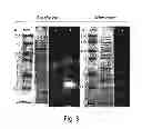 Fig. 05 - PLANT WALL DEGRADATIVE COMPOUNDS AND SYSTEMS