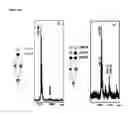 Fig. 18 - METHOD FOR EVALUATING CELL POPULATIONS