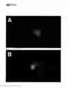 Fig. 28 - METHOD FOR EVALUATING CELL POPULATIONS