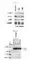 Fig. 03 - Use of leucyl tRNA synthetase