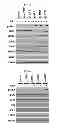 Fig. 06 - Use of leucyl tRNA synthetase