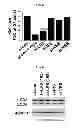 Fig. 08 - Use of leucyl tRNA synthetase