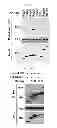 Fig. 10 - Use of leucyl tRNA synthetase