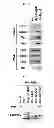 Fig. 12 - Use of leucyl tRNA synthetase