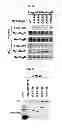 Fig. 13 - Use of leucyl tRNA synthetase