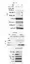 Fig. 16 - Use of leucyl tRNA synthetase