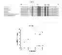 Fig. 17 - Use of leucyl tRNA synthetase