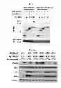 Fig. 19 - Use of leucyl tRNA synthetase