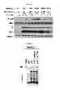 Fig. 20 - Use of leucyl tRNA synthetase