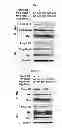 Fig. 22 - Use of leucyl tRNA synthetase