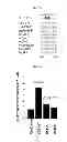 Fig. 24 - Use of leucyl tRNA synthetase