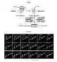 Fig. 25 - Use of leucyl tRNA synthetase