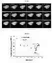 Fig. 26 - Use of leucyl tRNA synthetase
