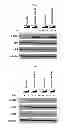 Fig. 27 - Use of leucyl tRNA synthetase