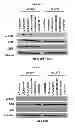 Fig. 28 - Use of leucyl tRNA synthetase