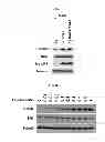 Fig. 31 - Use of leucyl tRNA synthetase