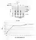 Fig. 33 - Use of leucyl tRNA synthetase