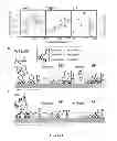 Fig. 09 - Polypeptides and their use
