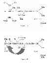 Fig. 02 - Complement factor B analogs and their uses