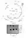 Fig. 03 - Complement factor B analogs and their uses