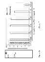 Fig. 05 - Complement factor B analogs and their uses