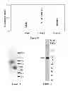 Fig. 10 - Complement factor B analogs and their uses