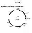 Fig. 03 - Pharmaceutical preparation comprising recombinant HcG