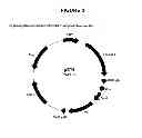 Fig. 04 - Pharmaceutical preparation comprising recombinant HcG