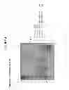 Fig. 05 - Pharmaceutical preparation comprising recombinant HcG