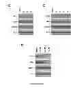 Fig. 07 - Stilbene analogs and methods of treating cancer