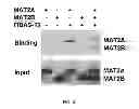 Fig. 11 - Stilbene analogs and methods of treating cancer