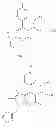 Fig. 29 - Antiviral pyrrolopyridine derivatives and method for preparing the same