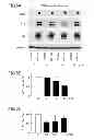 Fig. 06 - TAU AGGREGATION INHIBITOR