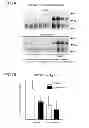 Fig. 08 - TAU AGGREGATION INHIBITOR